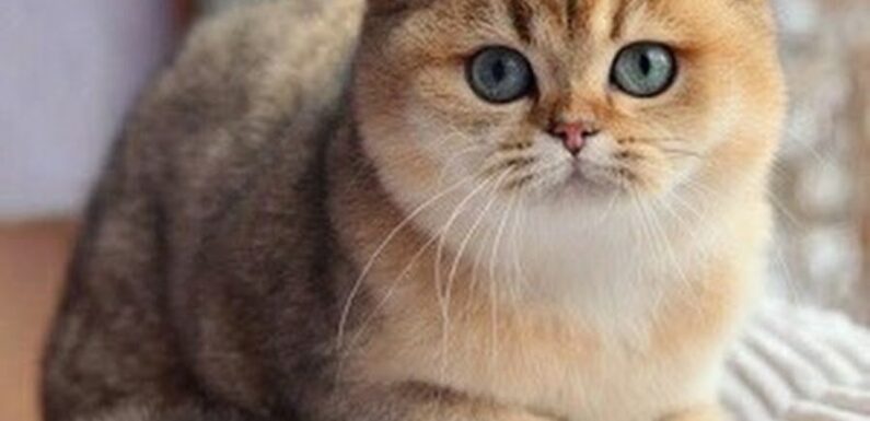 ФОТО: Кошка золотая шиншилла