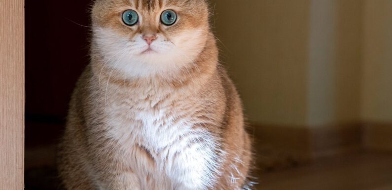 ФОТО: Британская золотая шиншилла кошка