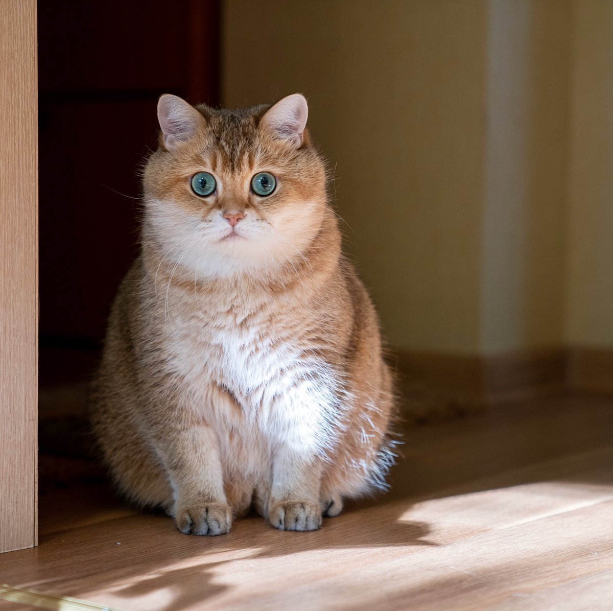 ФОТО: Британская золотая шиншилла кошка 1