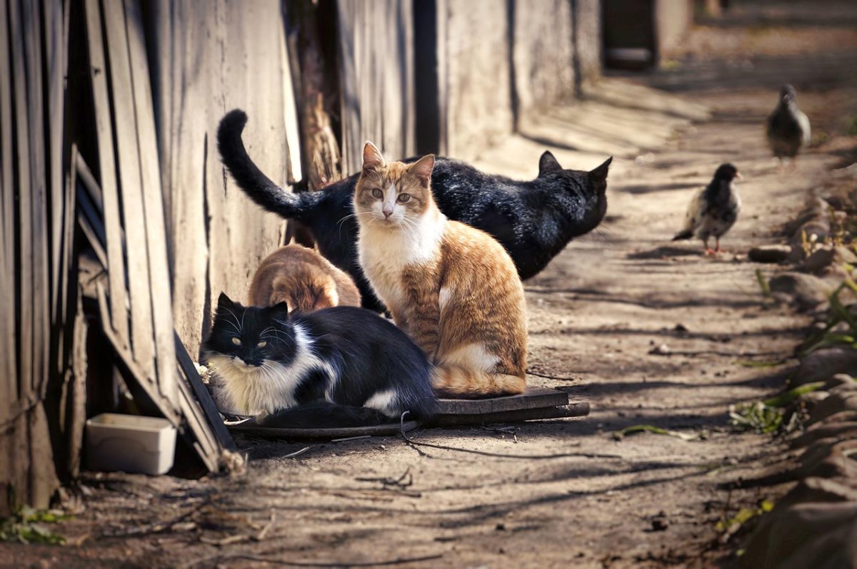 ФОТО: Бездомные кошки 4
