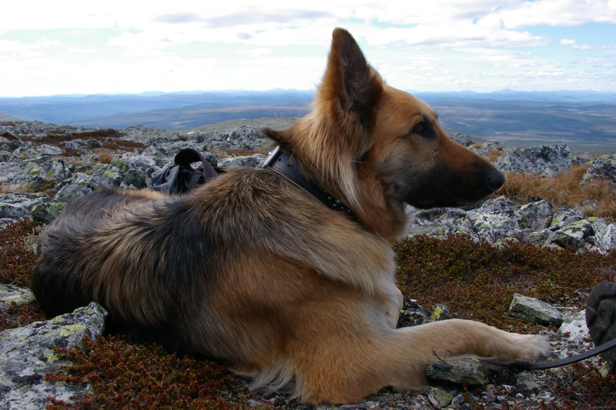 ФОТО: Исландская собака 10