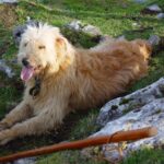 ФОТО: Испанская пастушья собака 11