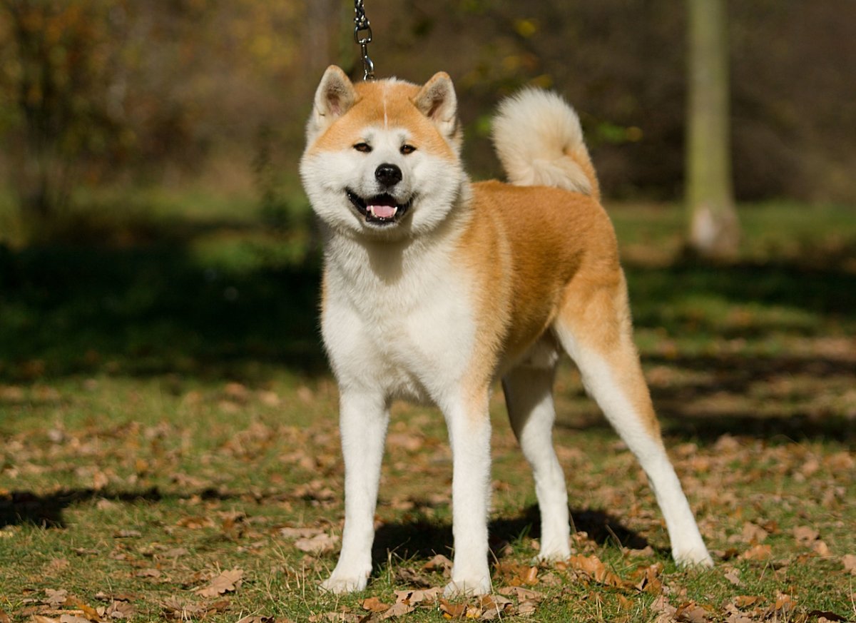 ФОТО: Японская порода собак Акита ину 4