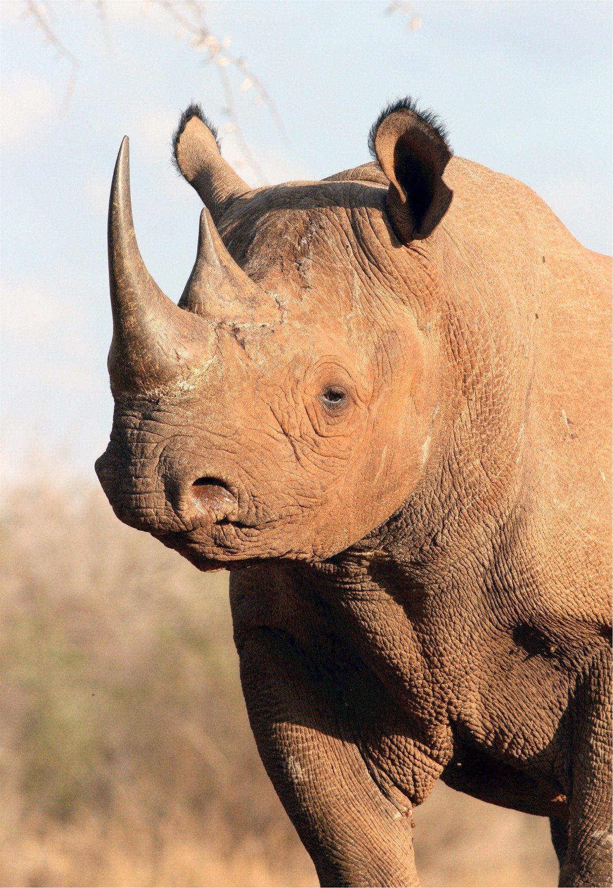 ФОТО: Носороги 10