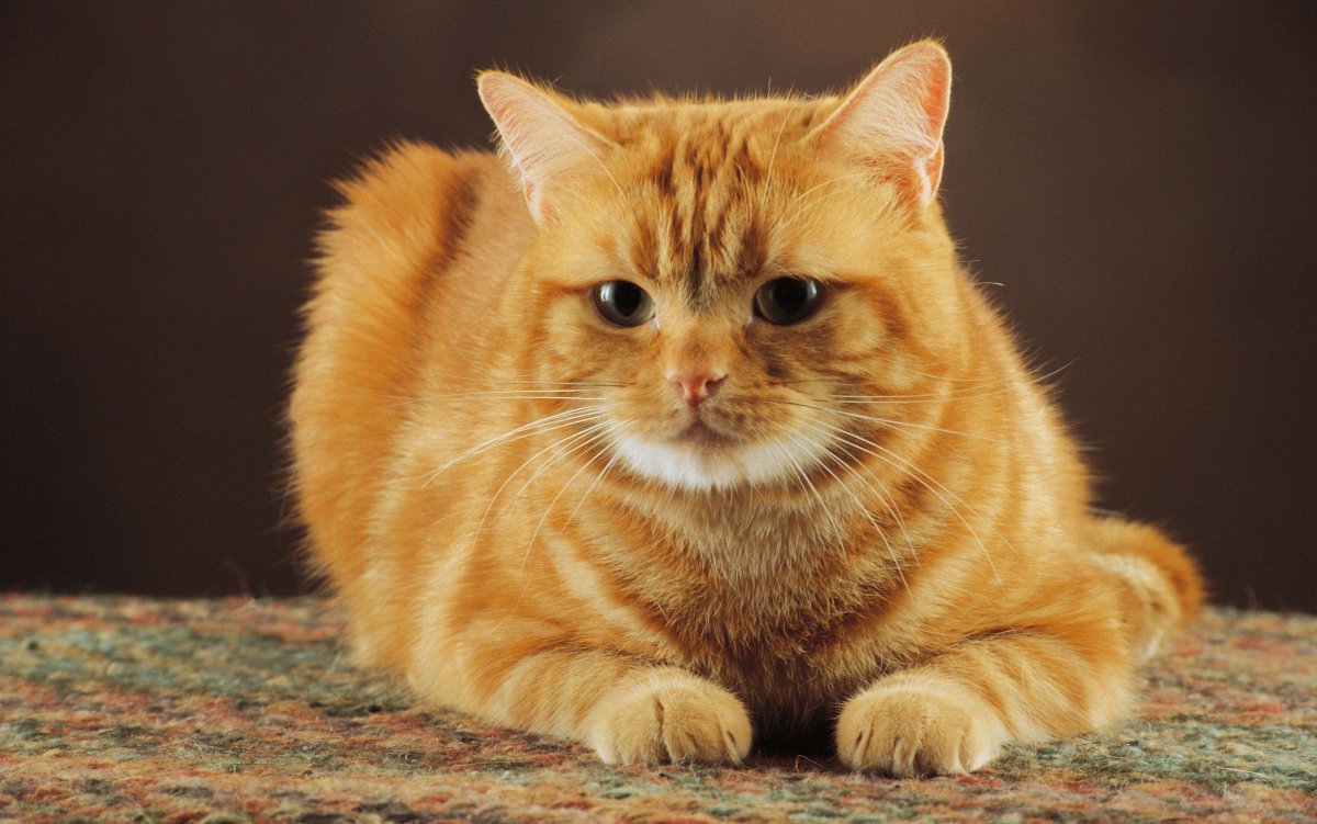 ФОТО: Рыжий британский кот 6