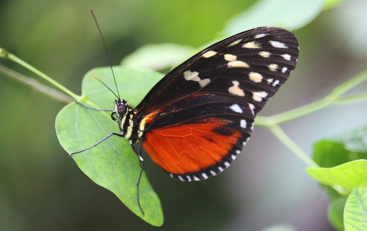ФОТО: Виды бабочек 10