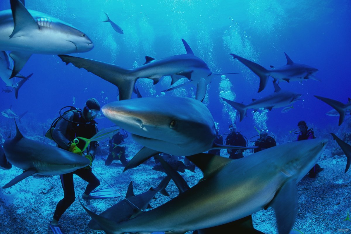ФОТО: Акулы на Мальдивах 2