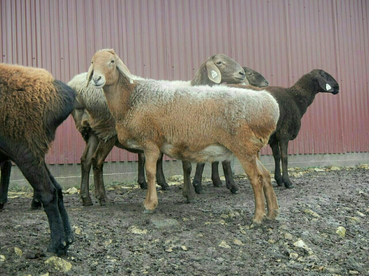 ФОТО: Курдючные породы овец 9