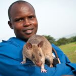 ФОТО: Гигантская Африканская крыса 17 черепахи