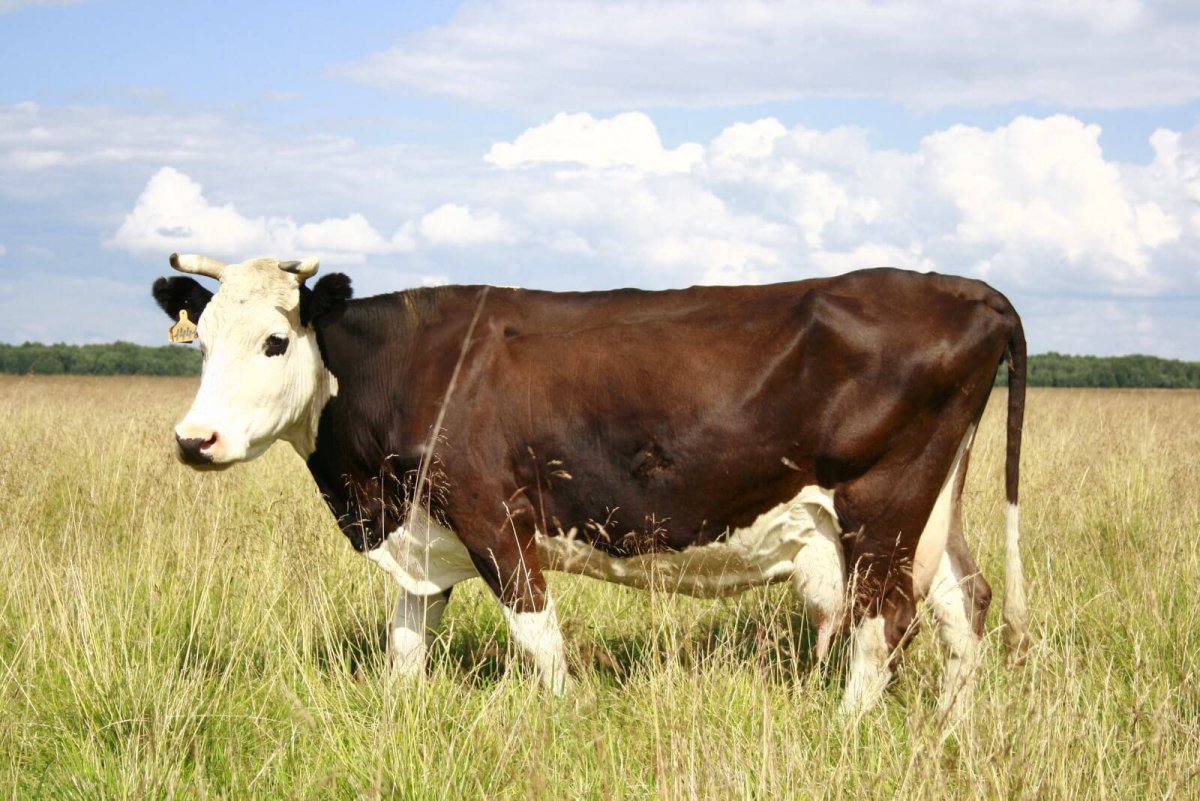 ФОТО: Ярославская порода коров 6