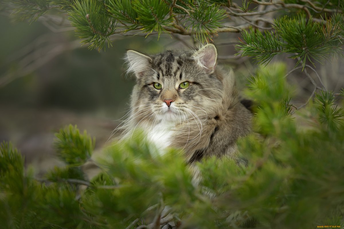 ФОТО: Норвежская лесная кошка 4