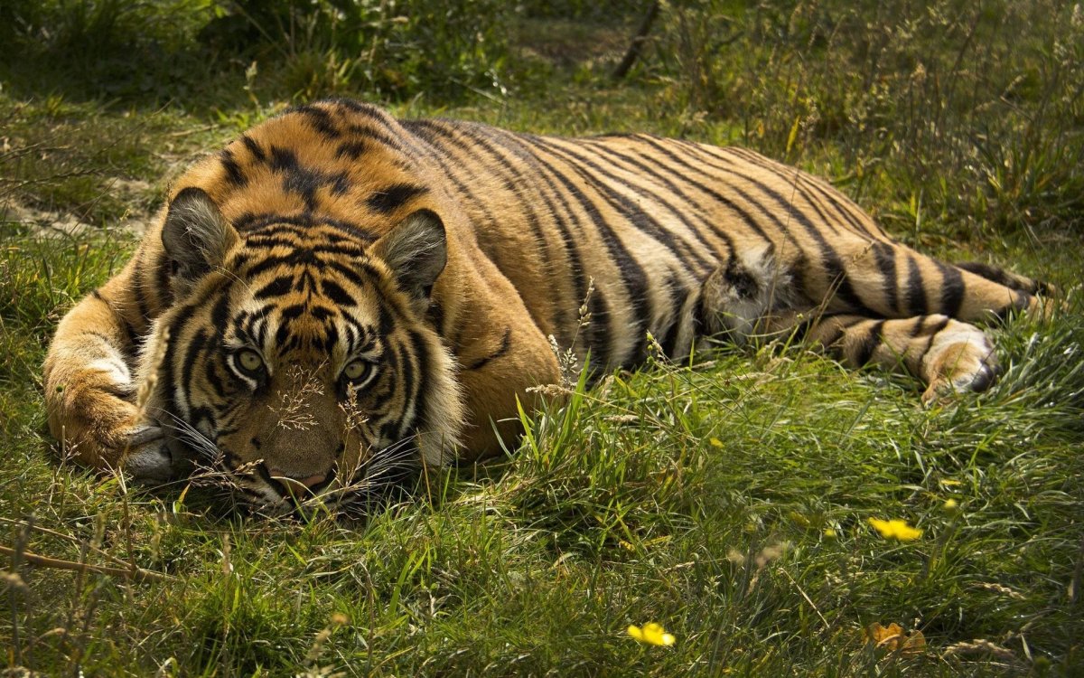 ФОТО: Муравьиный тигр 6