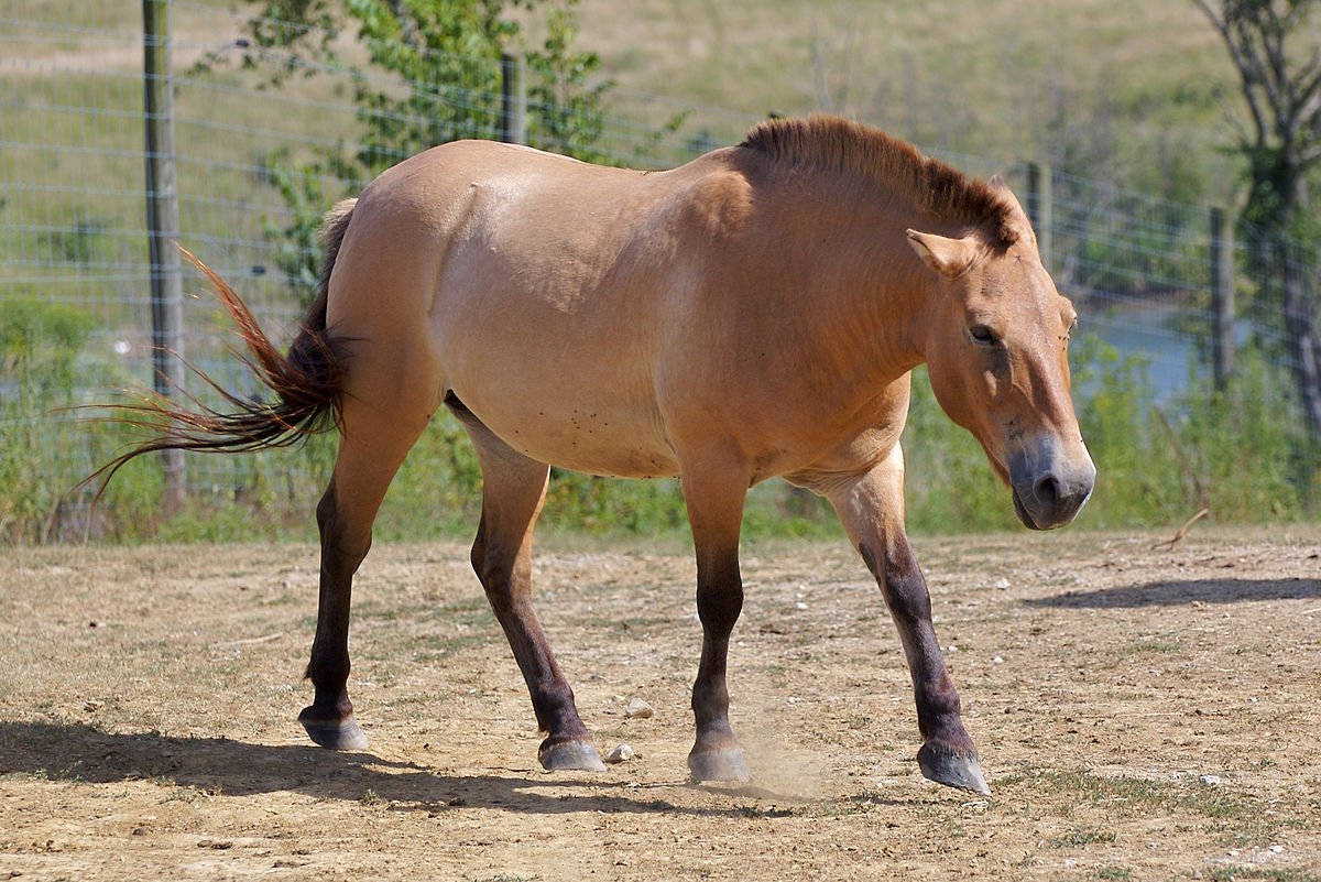 ФОТО: Лошадь Пржевальского 4