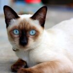 Кот сиамский - фото породы 10 экзотические животные