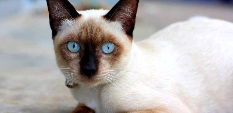 ФОТО: Кот сиамский