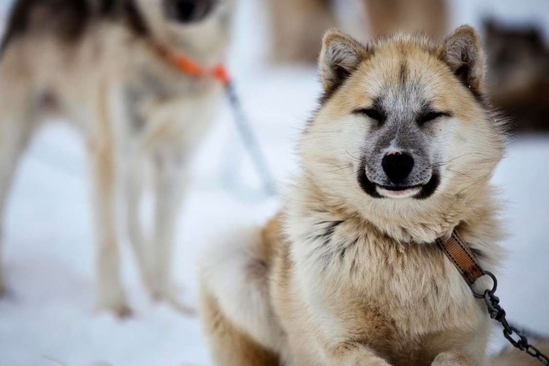 ФОТО: Гренландская собака 8