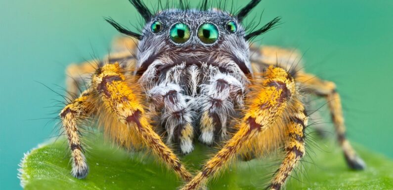 ФОТО: Самые страшные насекомые