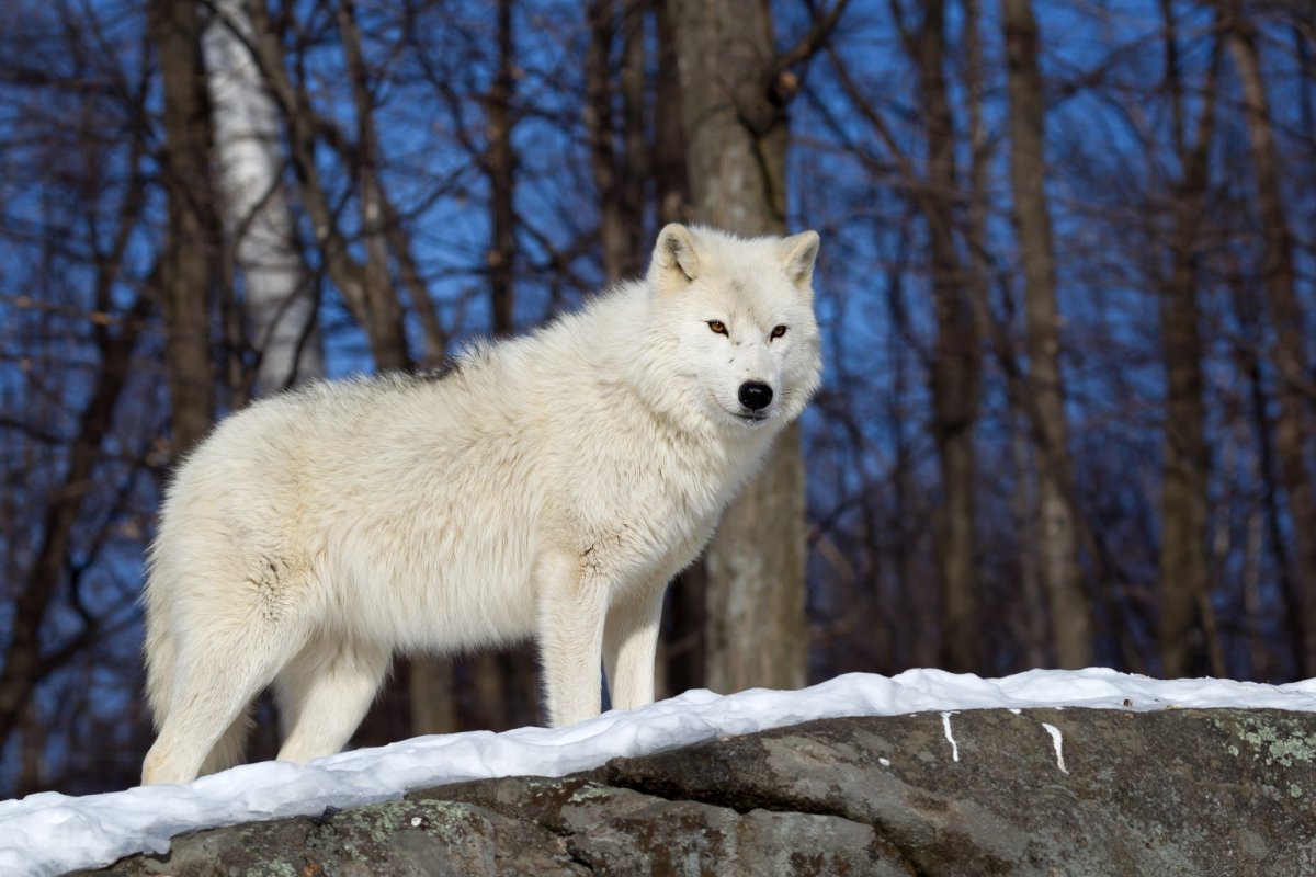 ФОТО: Арктический волк 5