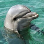 Сусук Дельфин - подборка фоток 22 перфекционист