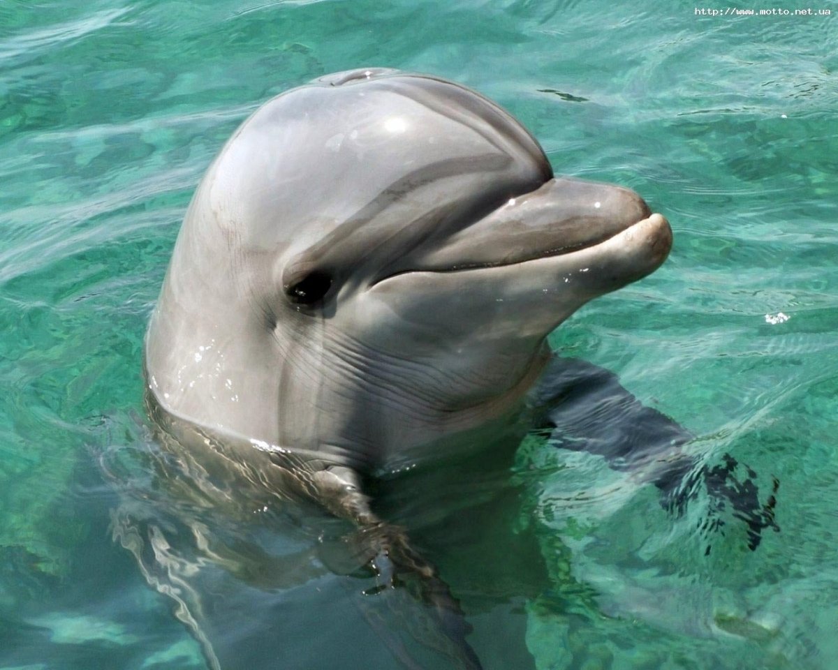 ФОТО: Сусук Дельфин 1