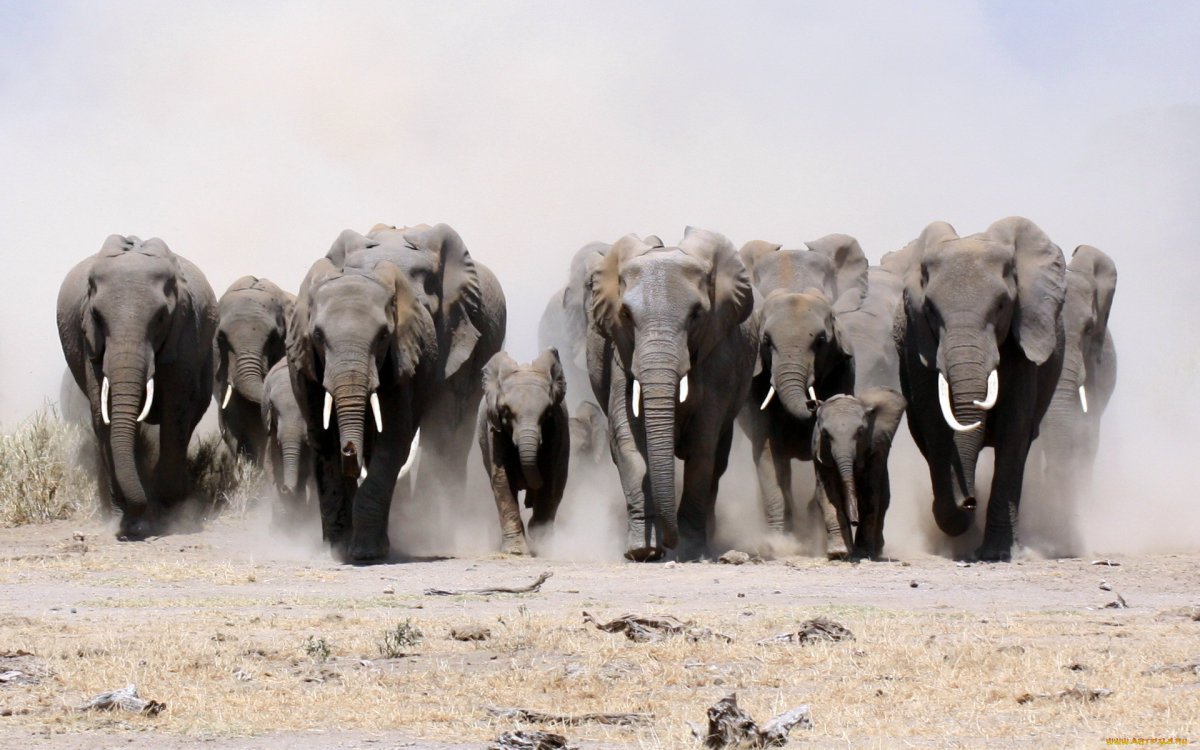ФОТО: Слоны и мамонты 6