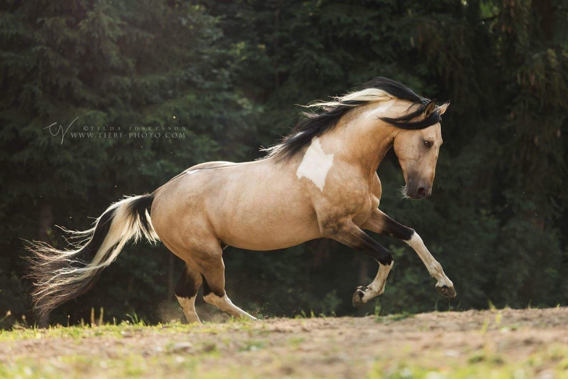 ФОТО: Буланый конь 9