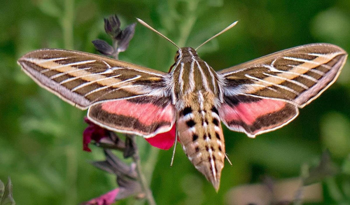 ФОТО: Бражник бабочка 2