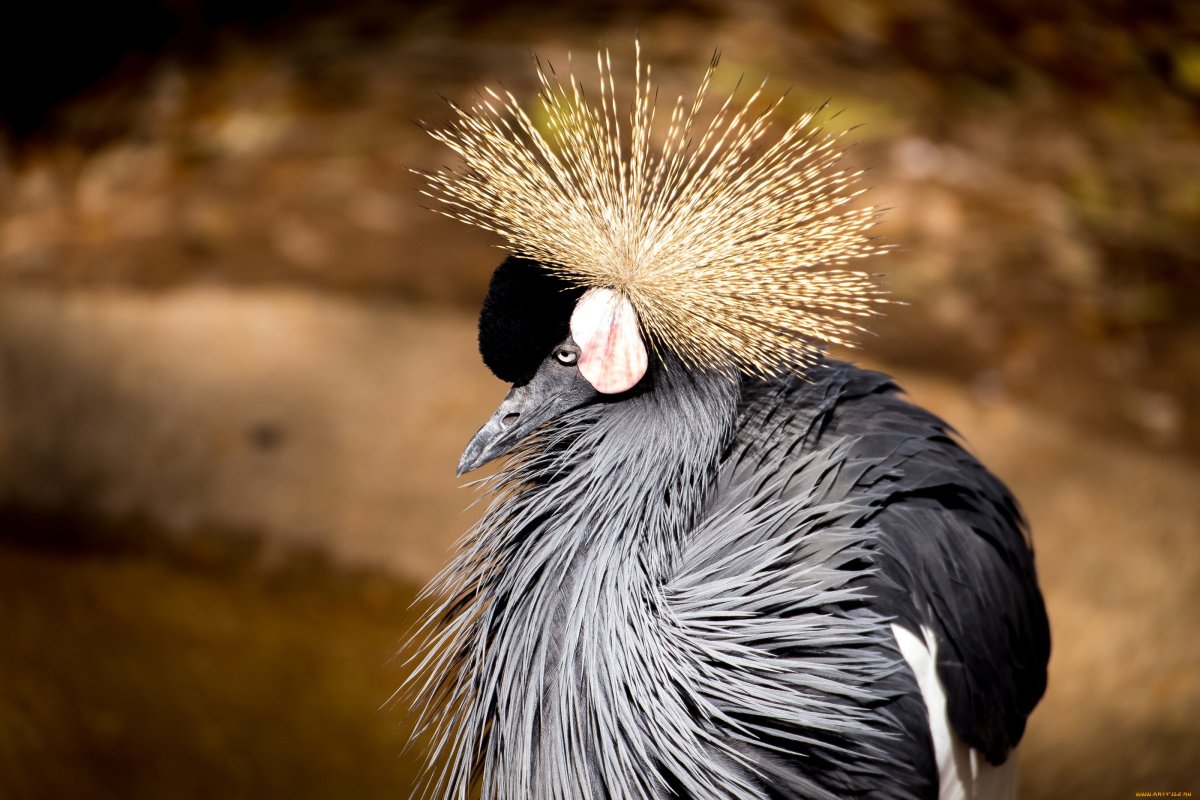 ФОТО: Птичка с хохолком на голове 9
