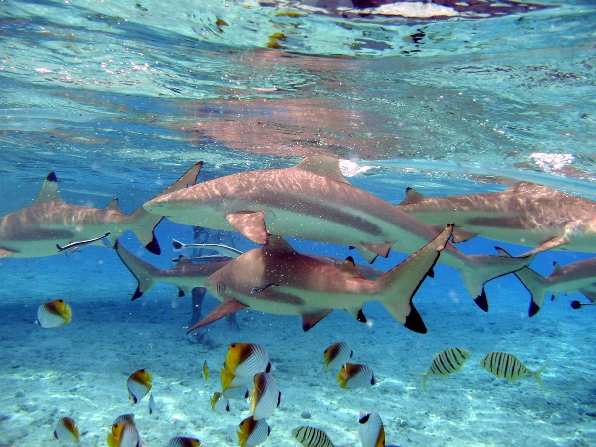 ФОТО: Акулы на Мальдивах 5