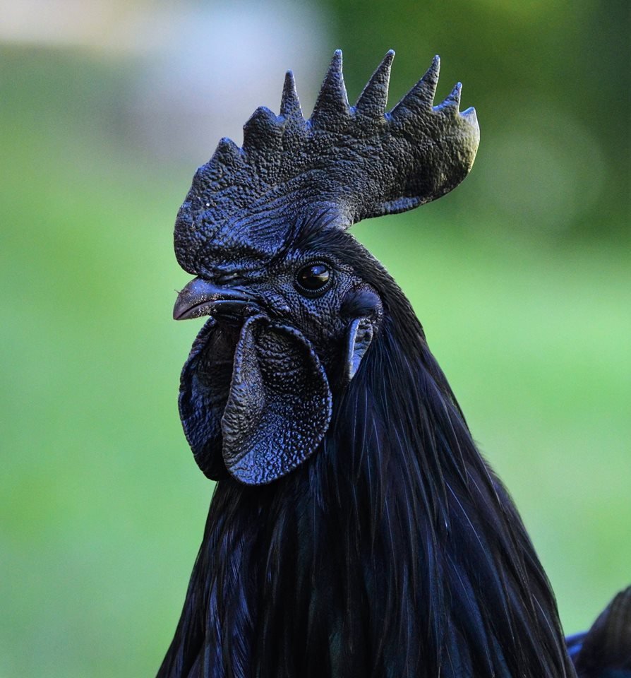 ФОТО: Черная курица 3