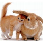ФОТО: Кролик и котенок 24 фото