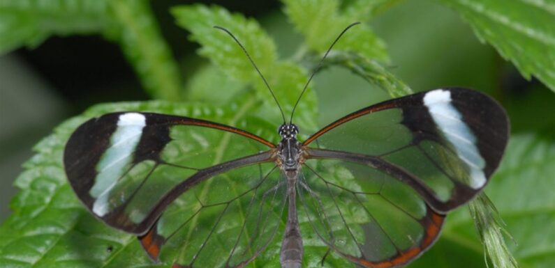 ФОТО: Бабочка стеклянница