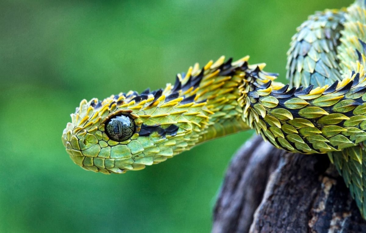 ФОТО: Змеи 1