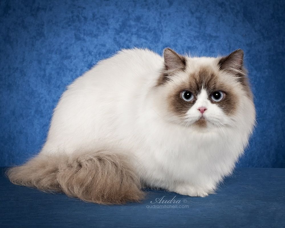 ФОТО: Порода кошек Наполеон 9