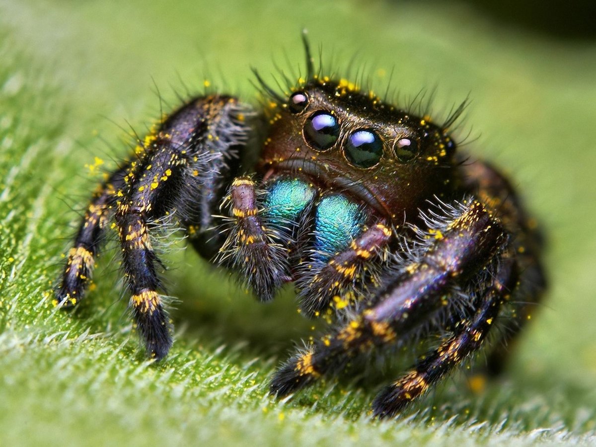 ФОТО: Самые страшные пауки 3