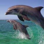 ФОТО: Черноморский Дельфин 22 Елена Перминова