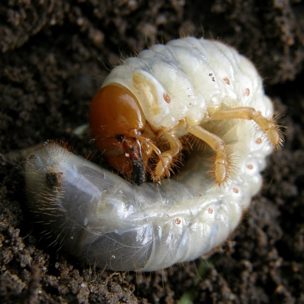 ФОТО: Личинка майского жука 6