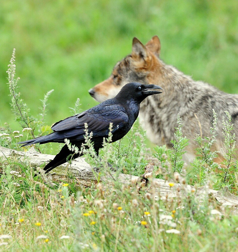 ФОТО: Ворона и лисица 8