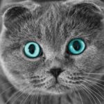 ФОТО: Британский кот с голубыми глазами 10 аквариум