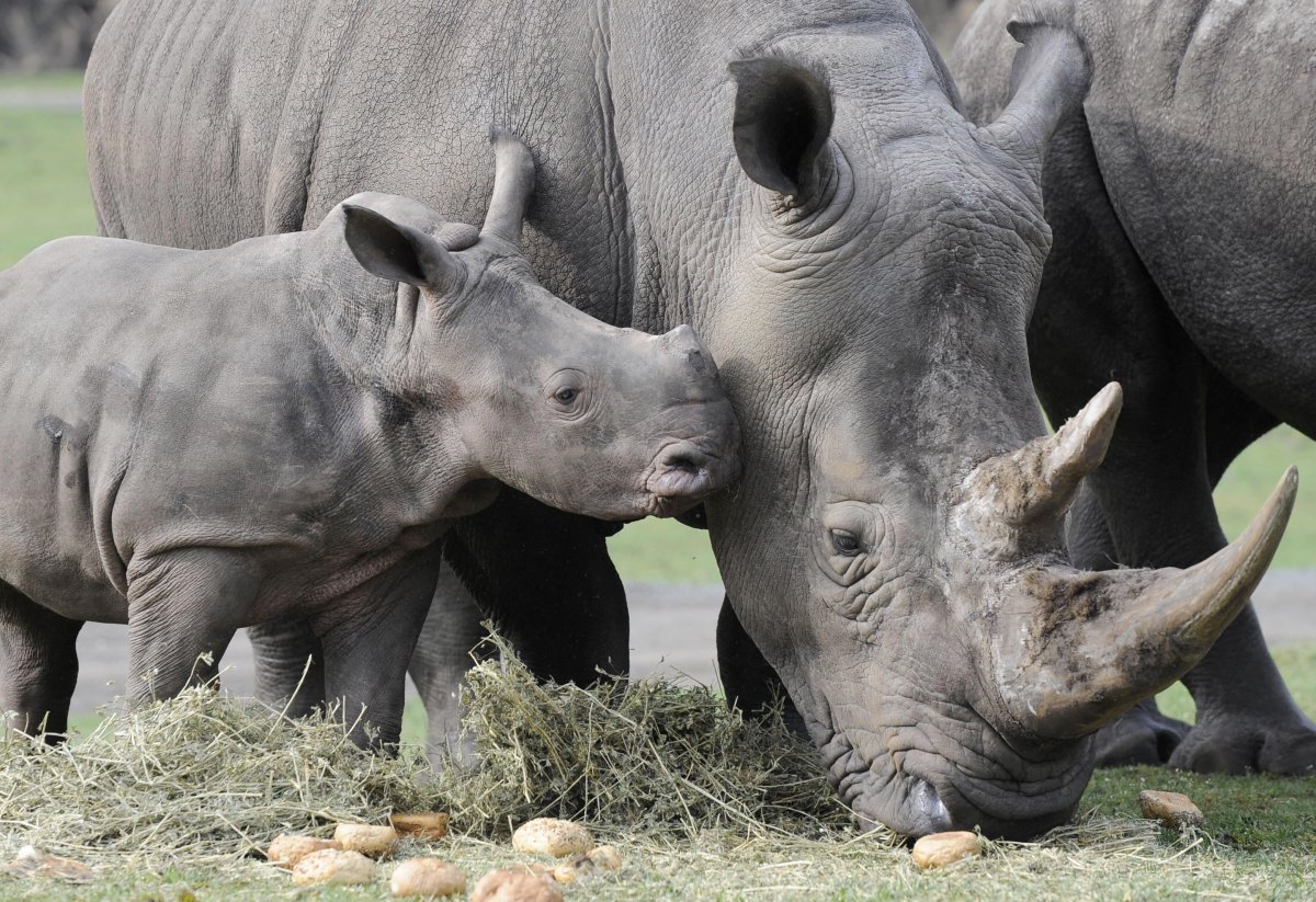 ФОТО: Яванский носорог 5