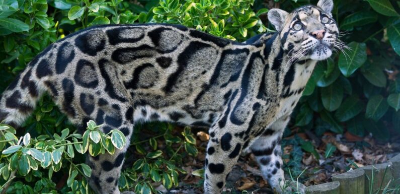 ФОТО: Кошка леопардового окраса