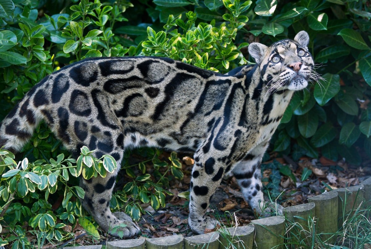 ФОТО: Кошка леопардового окраса 1