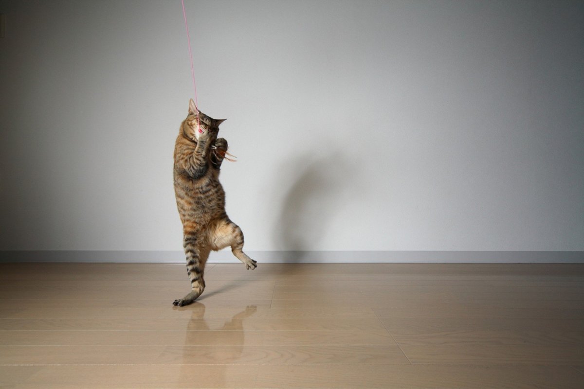 ФОТО: Танцующий кот 2