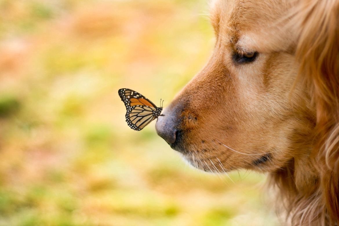 Собака с бабочкой на носу (ФОТО) 7