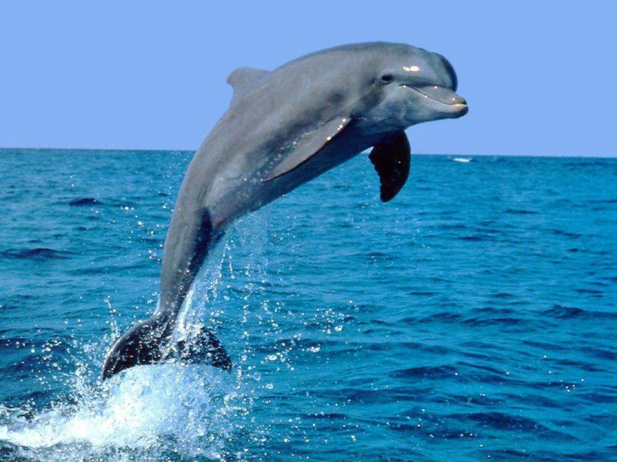 ФОТО: Дельфины черного моря 6