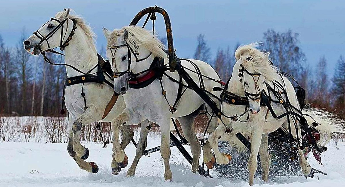 ФОТО: Три белых коня 7