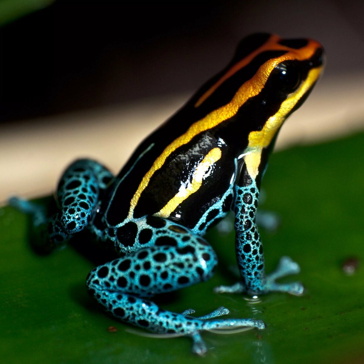 ФОТО: Ядовитая жаба 4