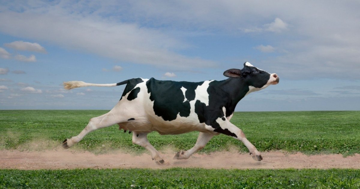 ФОТО: Танцующая корова 4