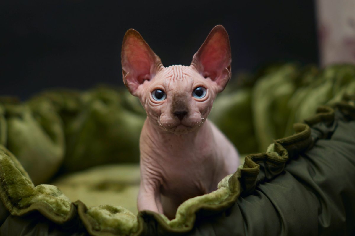 ФОТО: Лысая кошка сфинкс 8