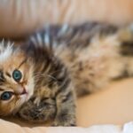 ФОТО: Самые милые котята в мире 43 Близняшки из Казани